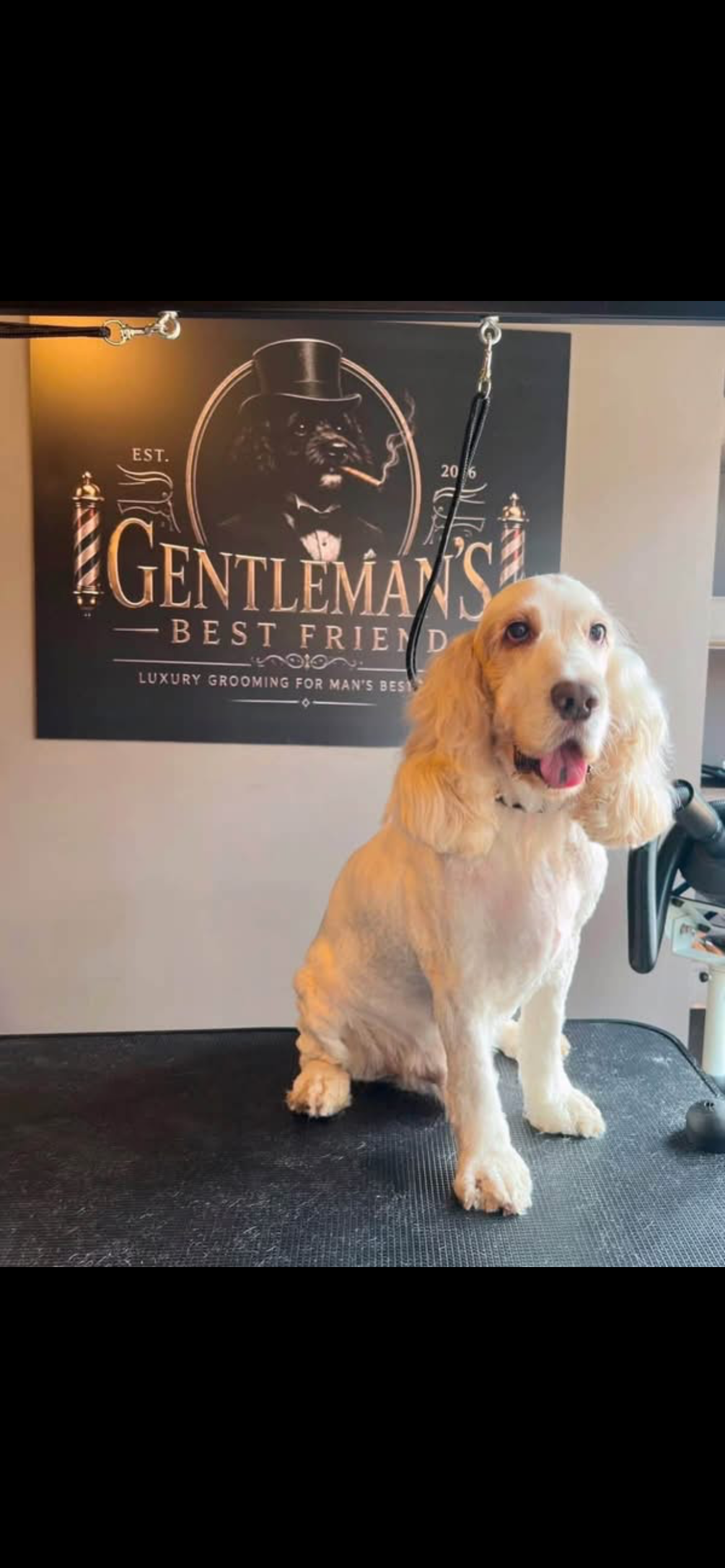 Dog groomed at Gentleman's Best Friend