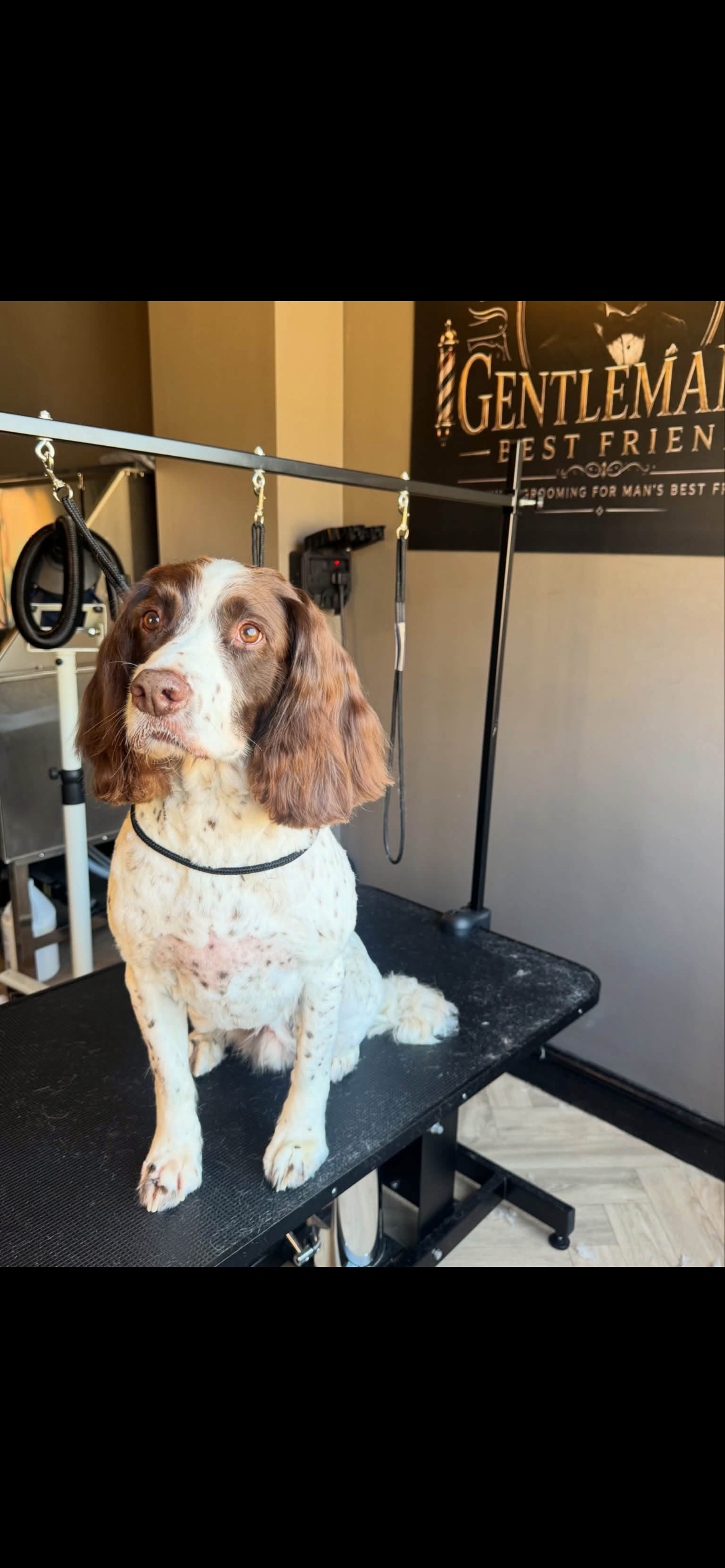 Dog groomed at Gentleman's Best Friend