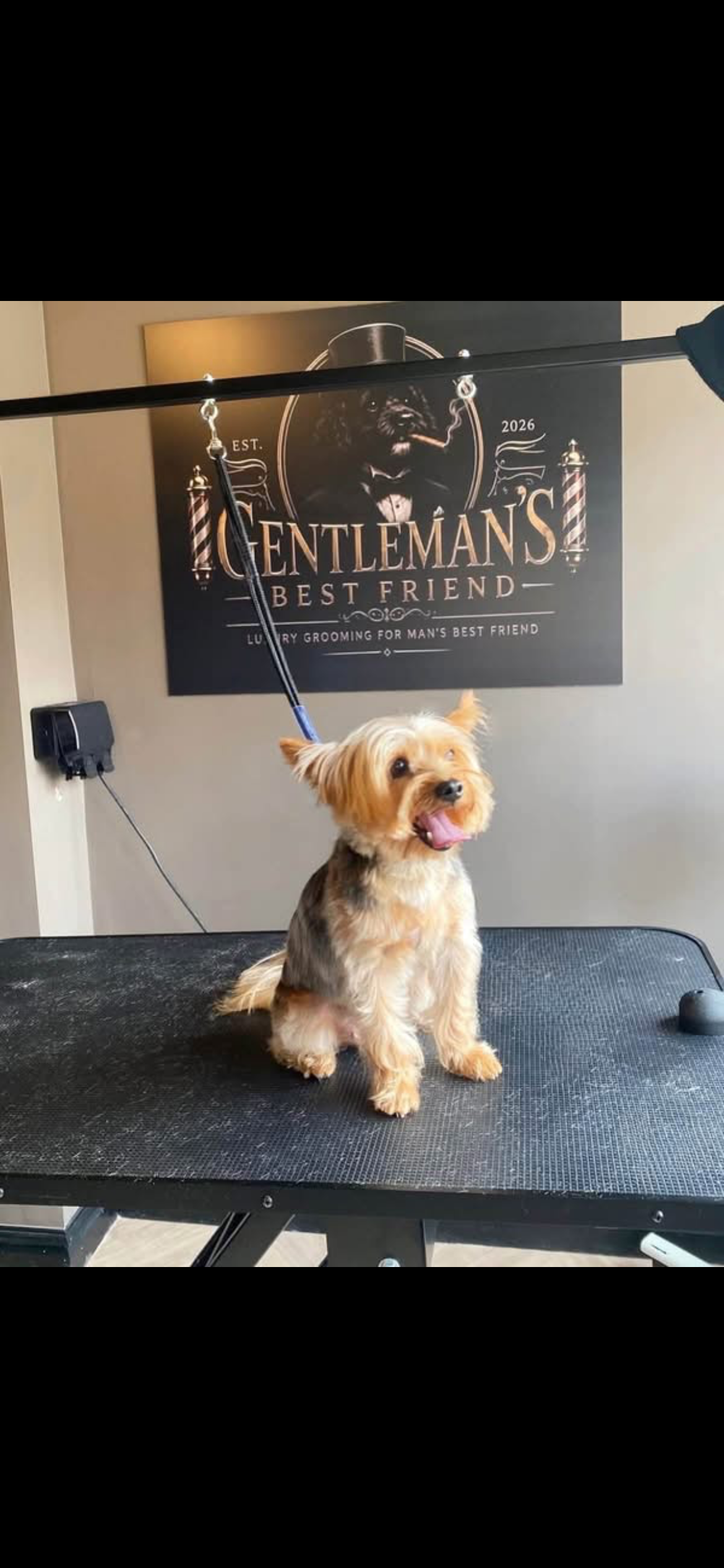 Dog groomed at Gentleman's Best Friend